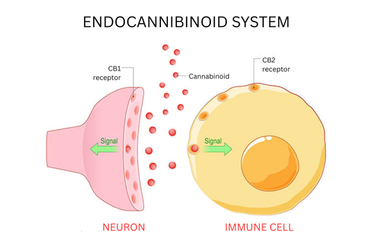 Understanding the Endocannabinoid System (ECS) and How It Works